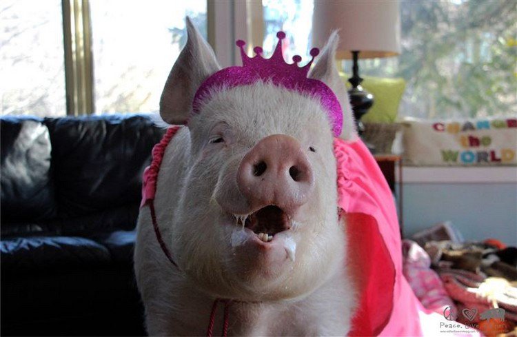 pig pink crown