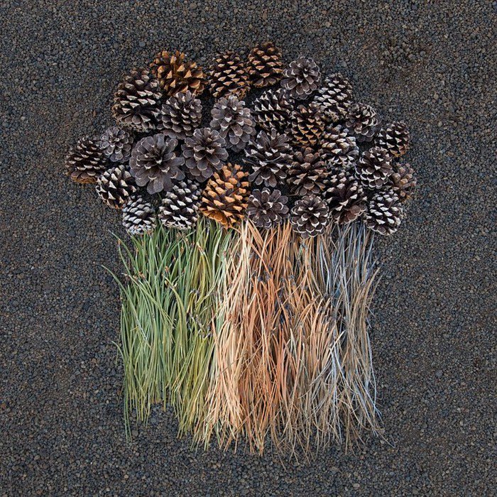 pine cones grass