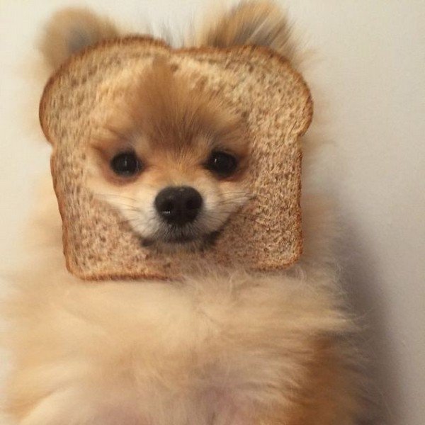 pom bread face