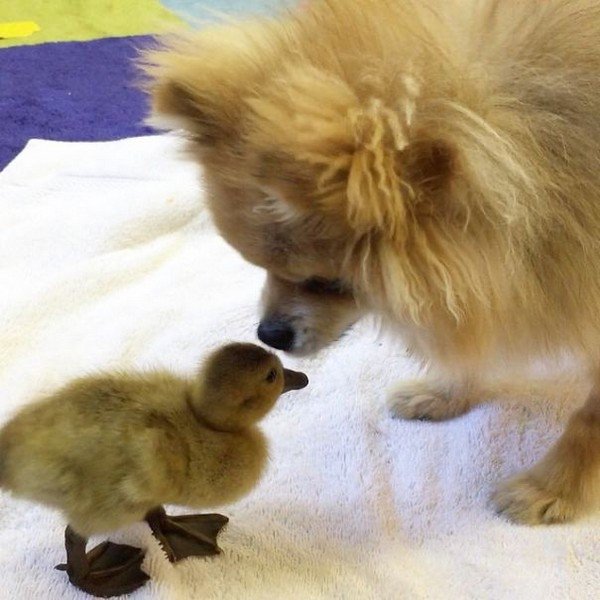 pom duckling