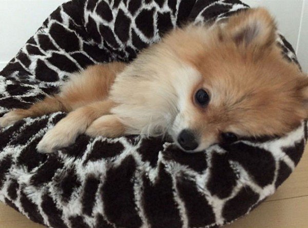 pom laying down