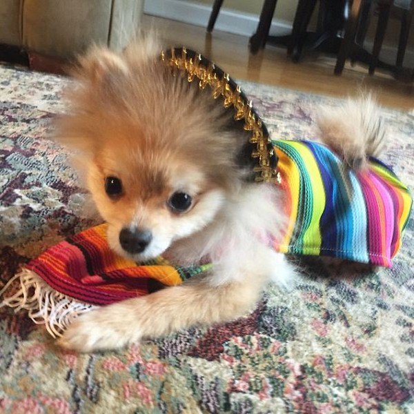 pom mexican outfit