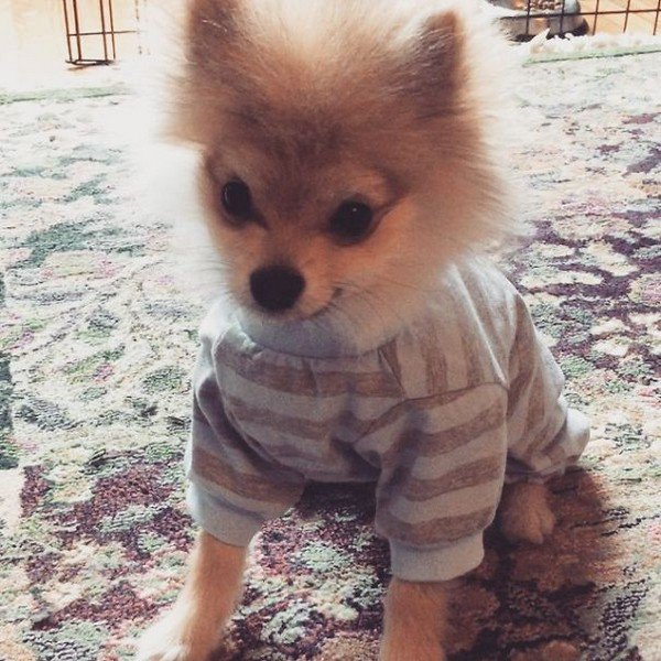 pom stripy pajamas