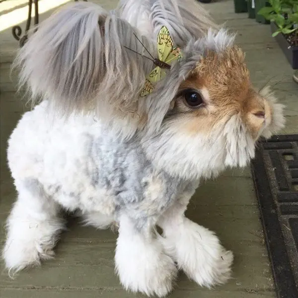 Meet Wally The Rabbit With Ears Like Angel Wings