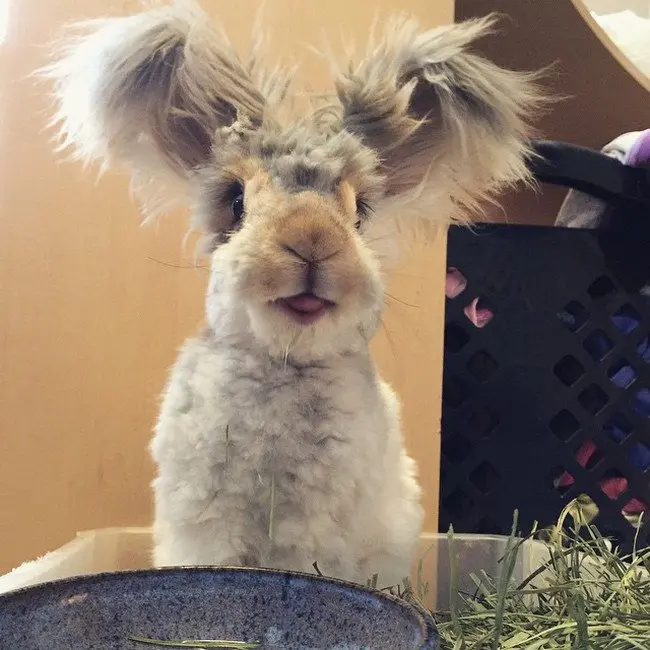 rabbit tongue ears