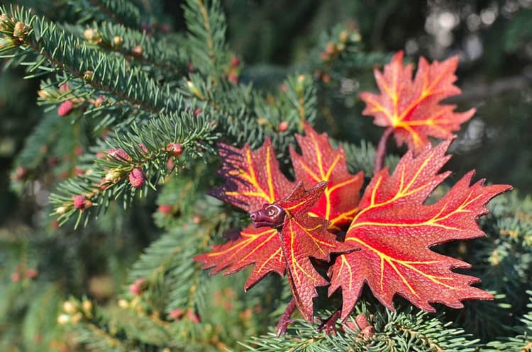 red dragon tree