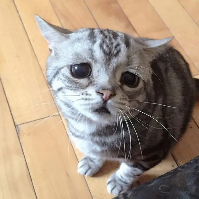 sad cat looking up