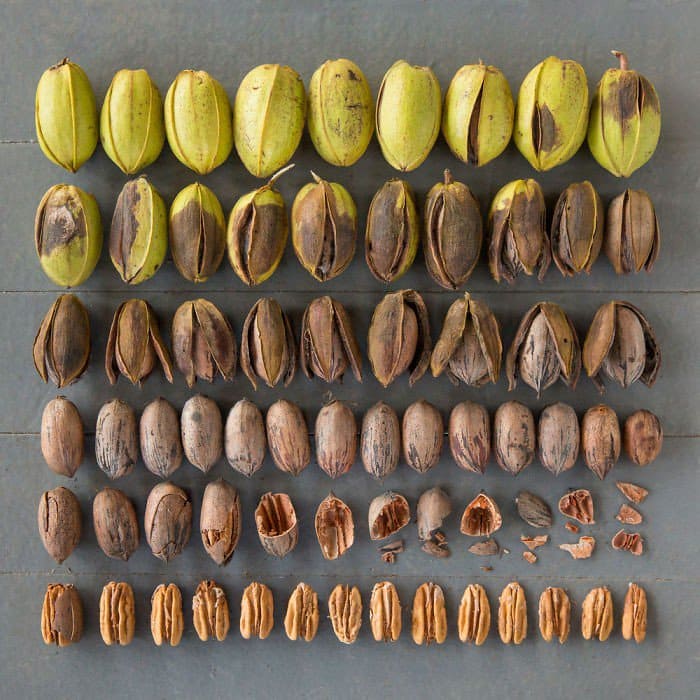 seeds