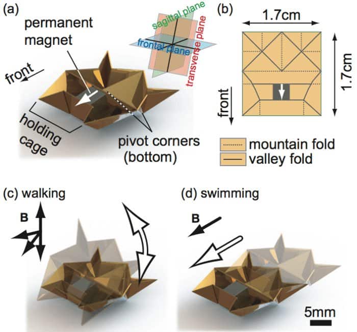 swimming walking robot