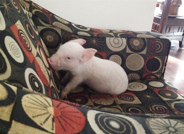 tiny pig