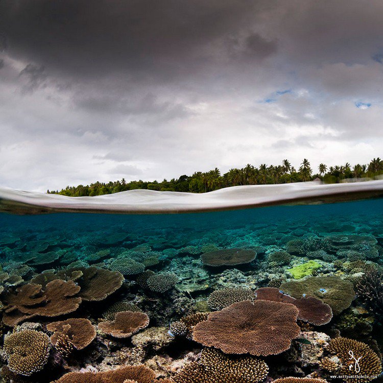 underwater life