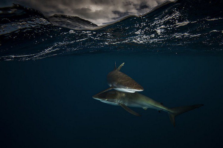 underwater shark