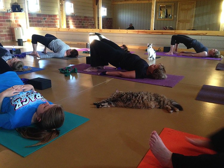 yoga-cats-lying