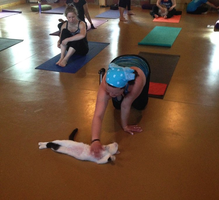 yoga-cats-stroke