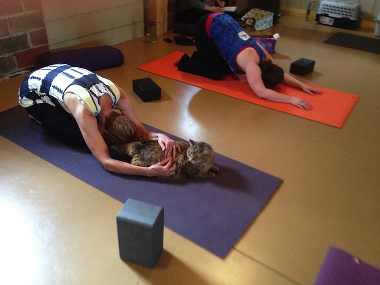 yoga-cats-two