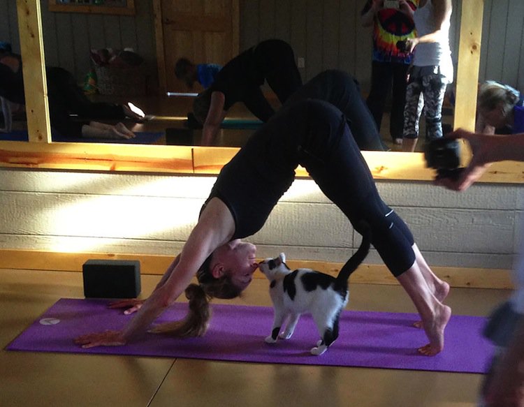 yoga-cats