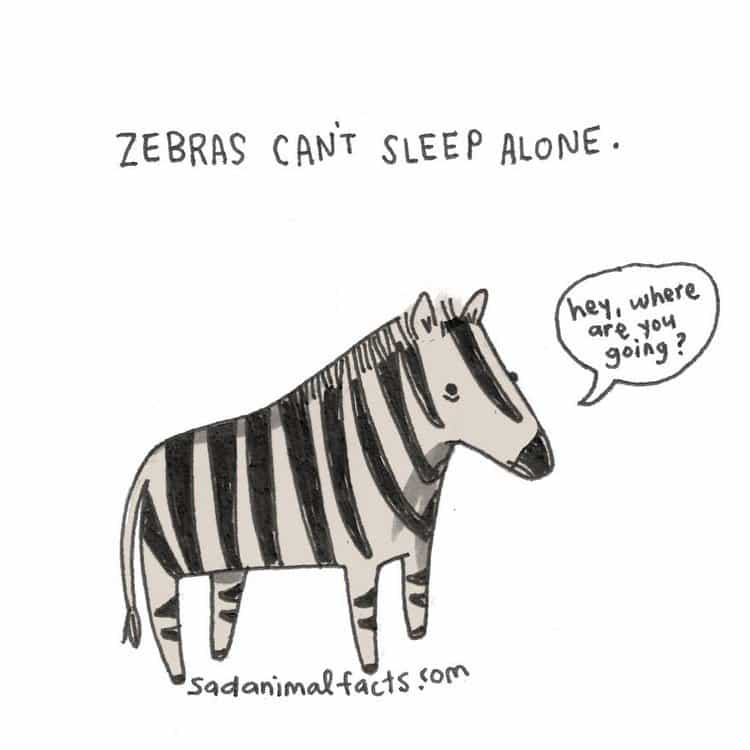 zebra fact