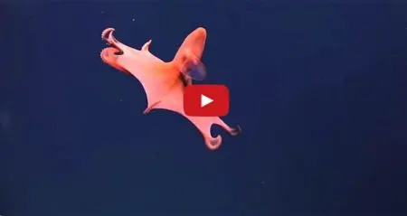 Alien-Like Creatures Below Ocean
