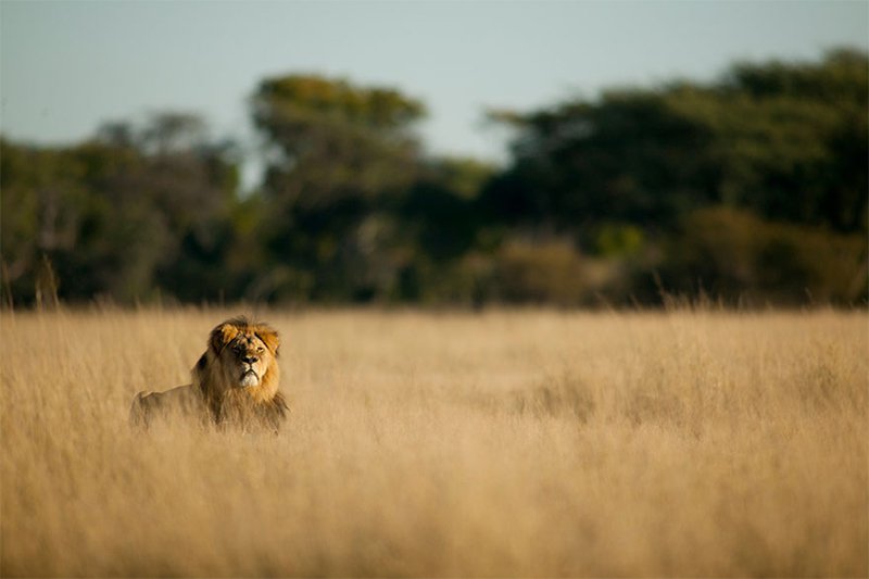 Cecil Lion