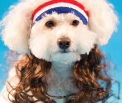Dog Headband With Hair Extensions