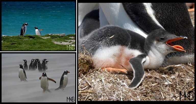 Falkan Islands Penguins