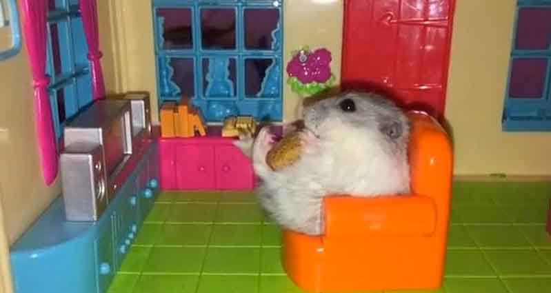 These Loveable Little Hamsters Have The Cutest Home And