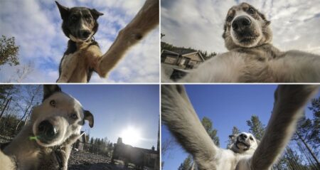 Huskies Are Masters Of The Selfie