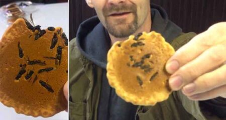 Japanese Wasp Filled Crackers