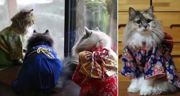 Kimono Wearing Kitties