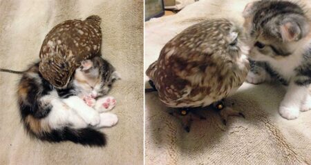 Kitten And Owlet Friendship