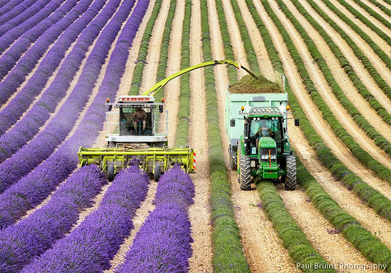 Lavender Crop Harvest