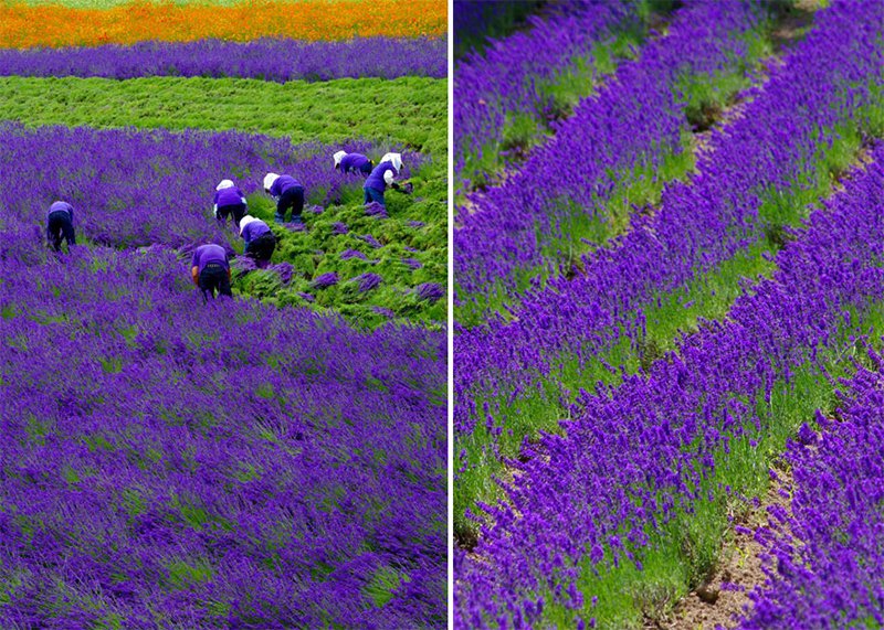 Lavender Crop