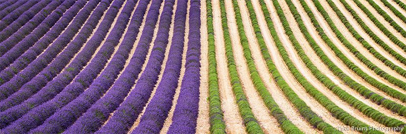 Lavender Crops