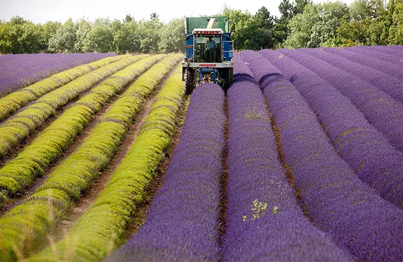 Lavender Harvest