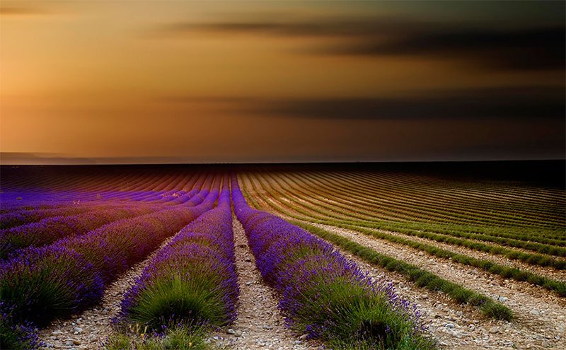 Lavender Scenery