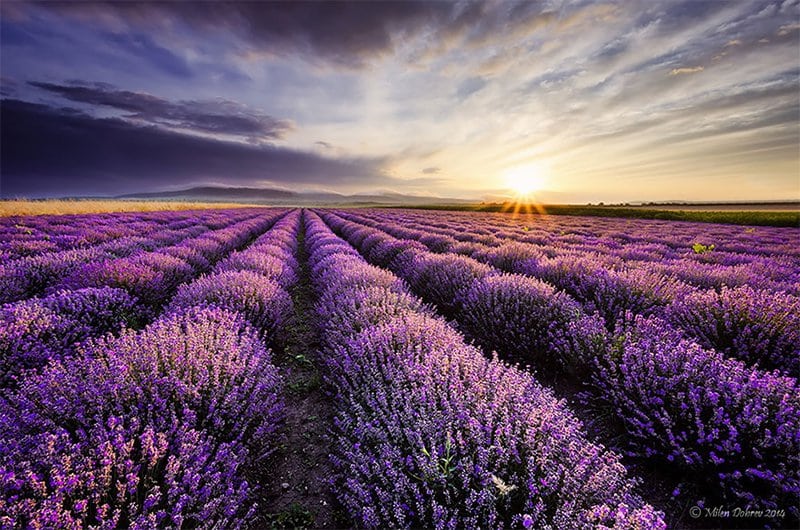 Lavender Sunset