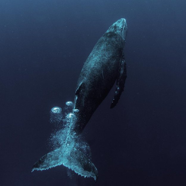 Michaela Skovranova underwater photography bubbles