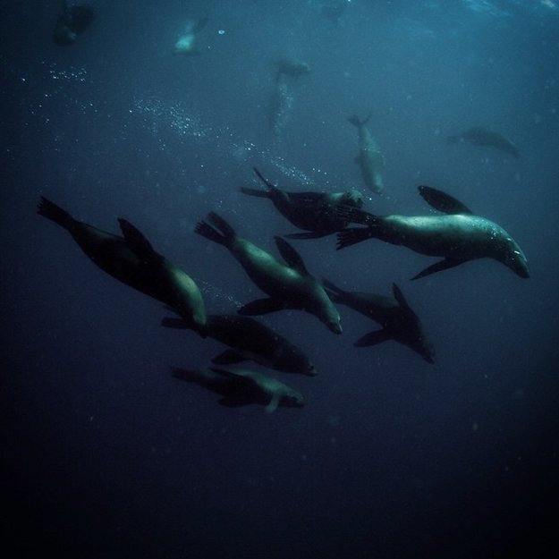 Michaela Skovranova underwater photography bunch seals