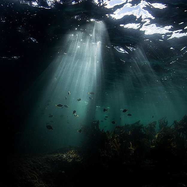 Michaela Skovranova underwater photography fish