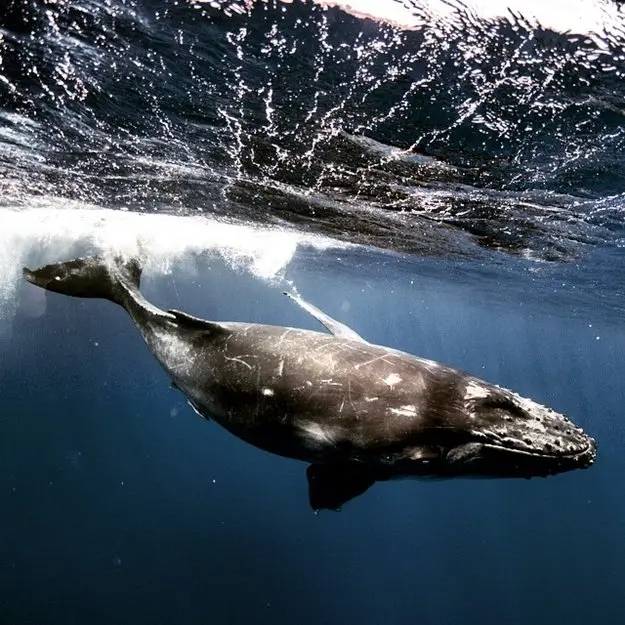 Michaela Skovranova underwater photography whale