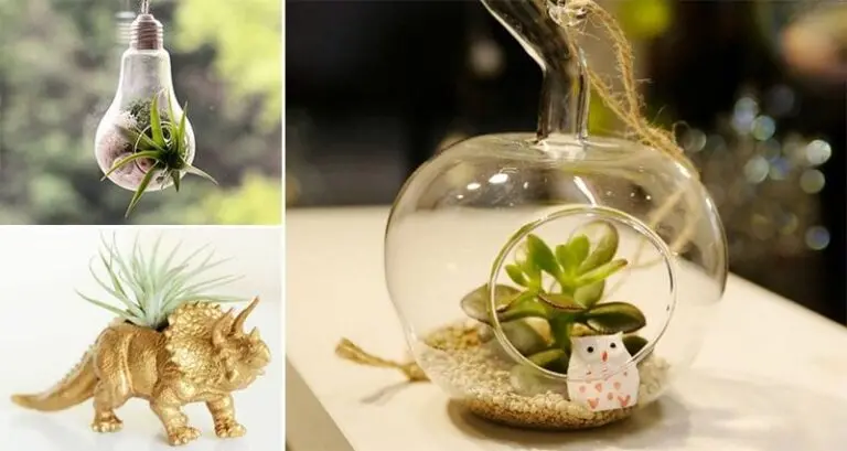 Mini Terrariums