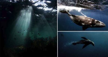 Photographer Takes Underwater Photos