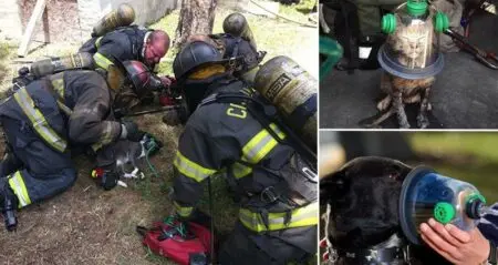 Specially Made Pet Oxygen Mask