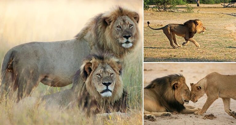Walter Palmer Cecil Lion Killing