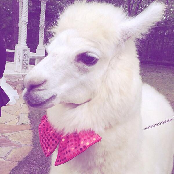alpaca pink bow tie