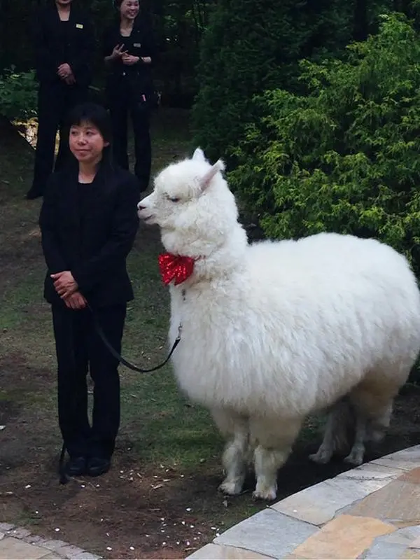 alpaca woman