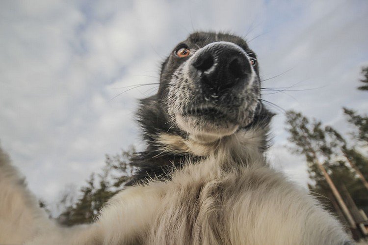 amber eyed dog selfie