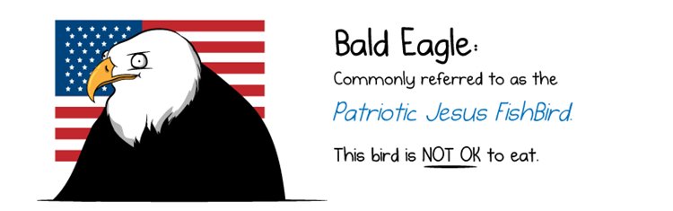 america-explained-special-birds-bald-eagle