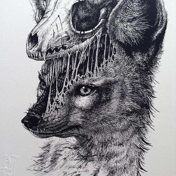 animal-skull-drawings-paul-jackson-fox