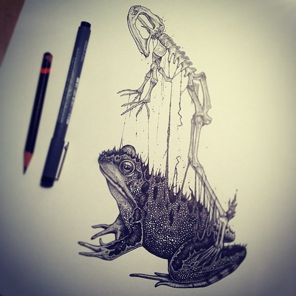 animal-skull-drawings-paul-jackson-frog